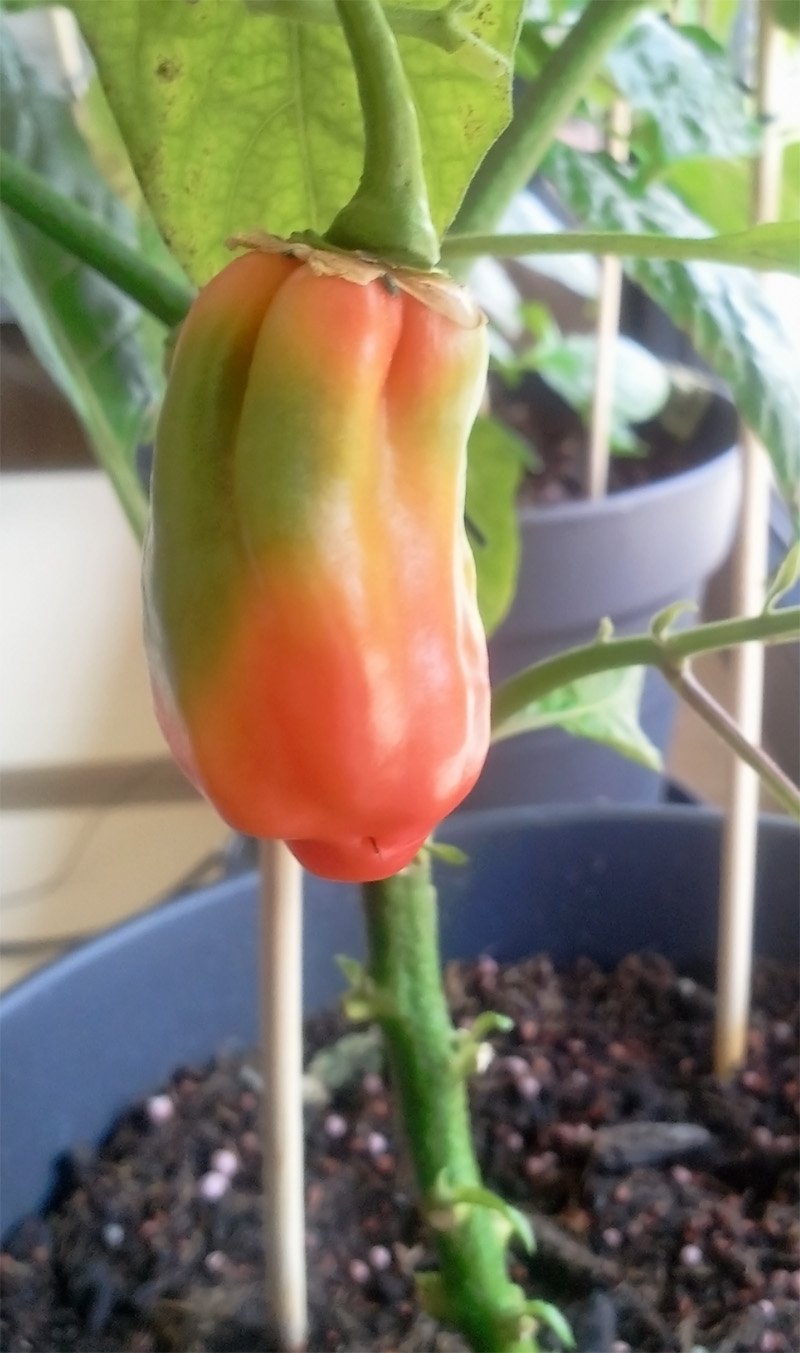 habanero.jpg